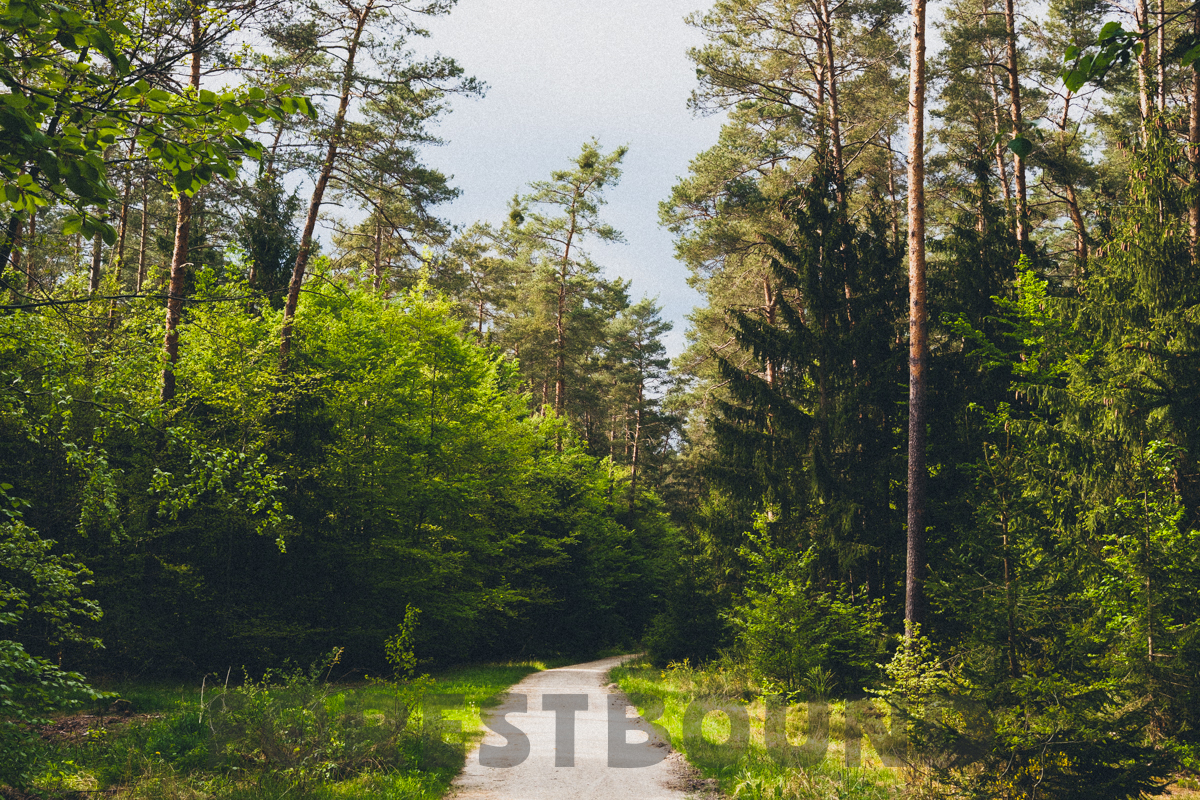 Baum-Studie: Die Fichte für Forestbound