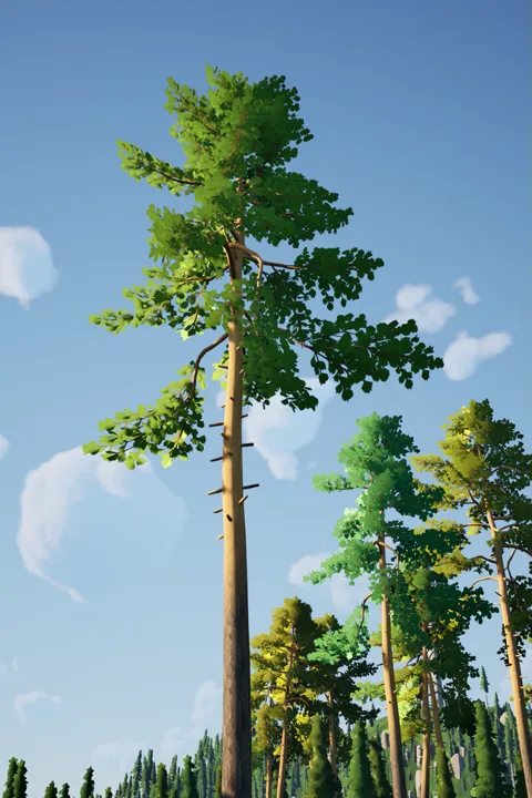 Tall pine canopy with filtered light.