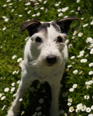 Lena, broken coated Parson Russell Terrier